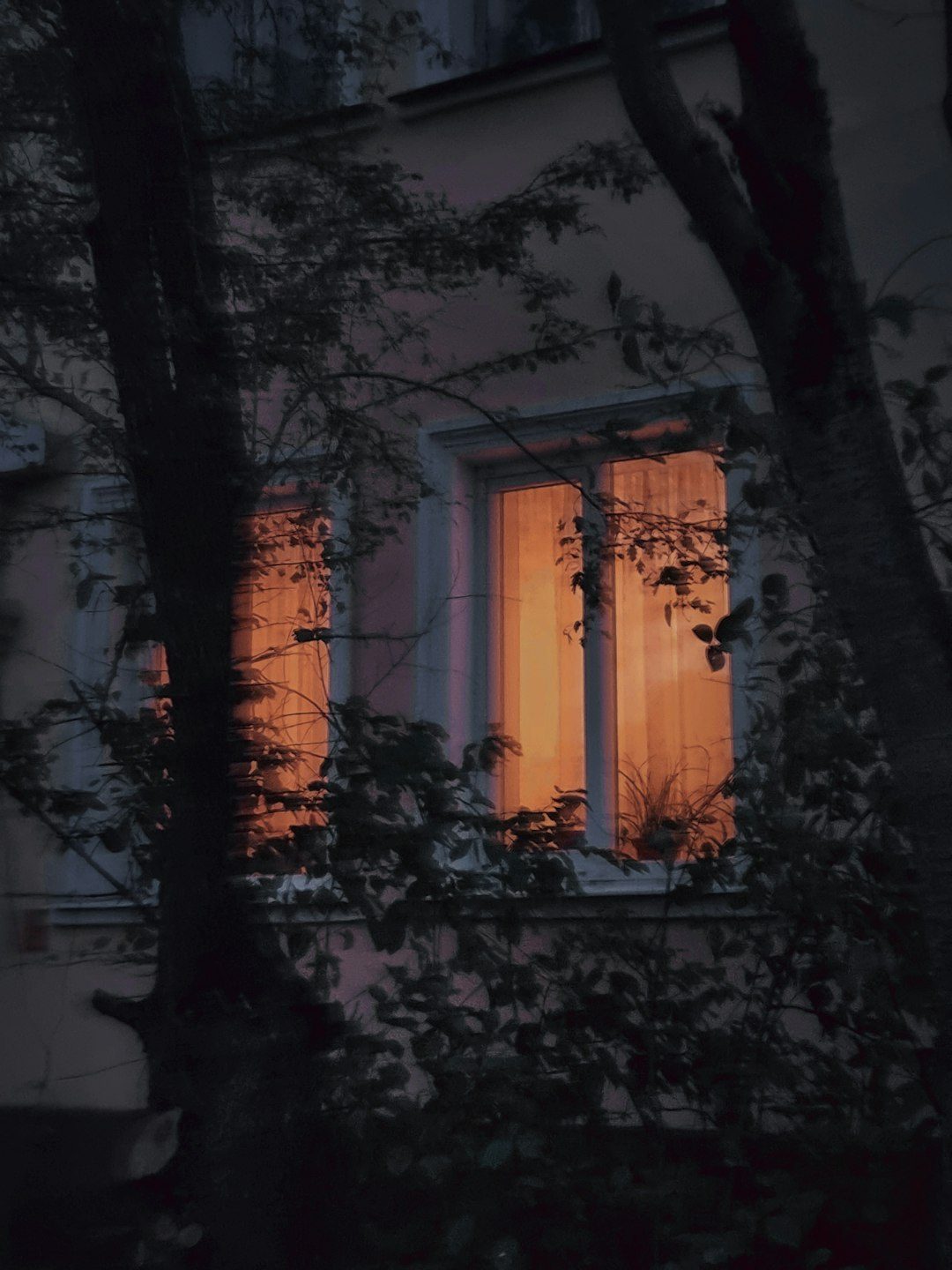 A window lit up at night with trees in front of it