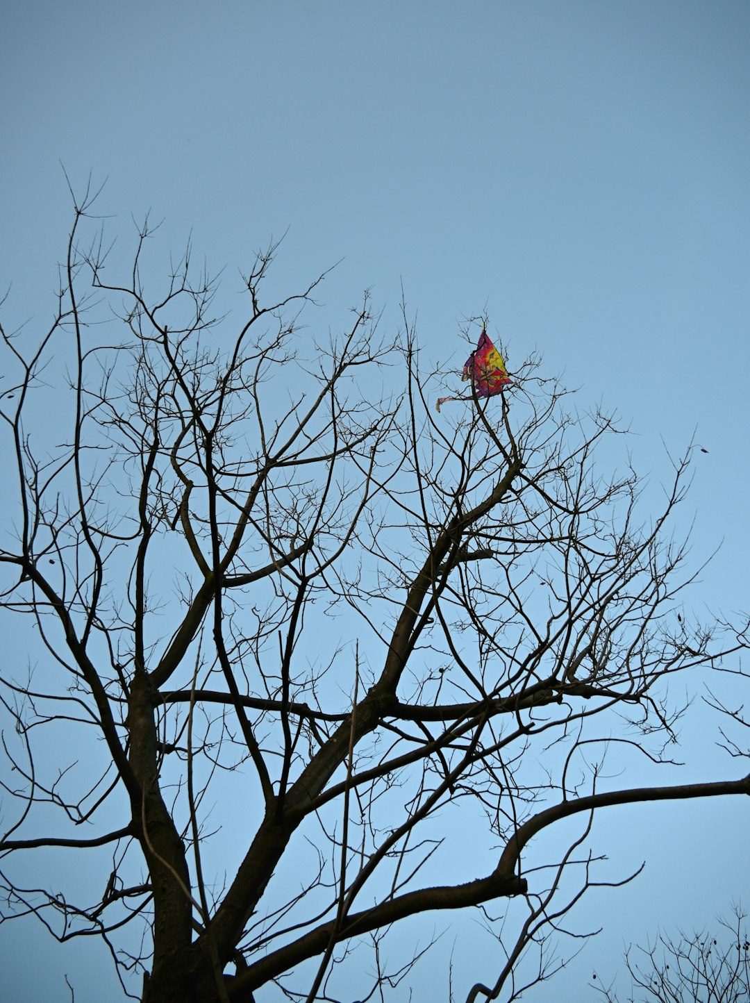 A colorful kite stuck in a bare tree